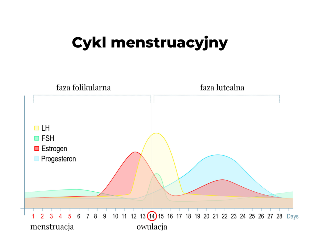 Cykl menstruacyjny 1024x808 1
